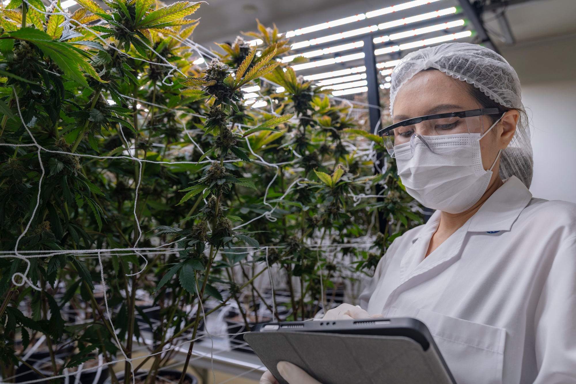 A scientist wearing protective gear examines a cannabis plant A scientist wearing protective gear examines a cannabis plant