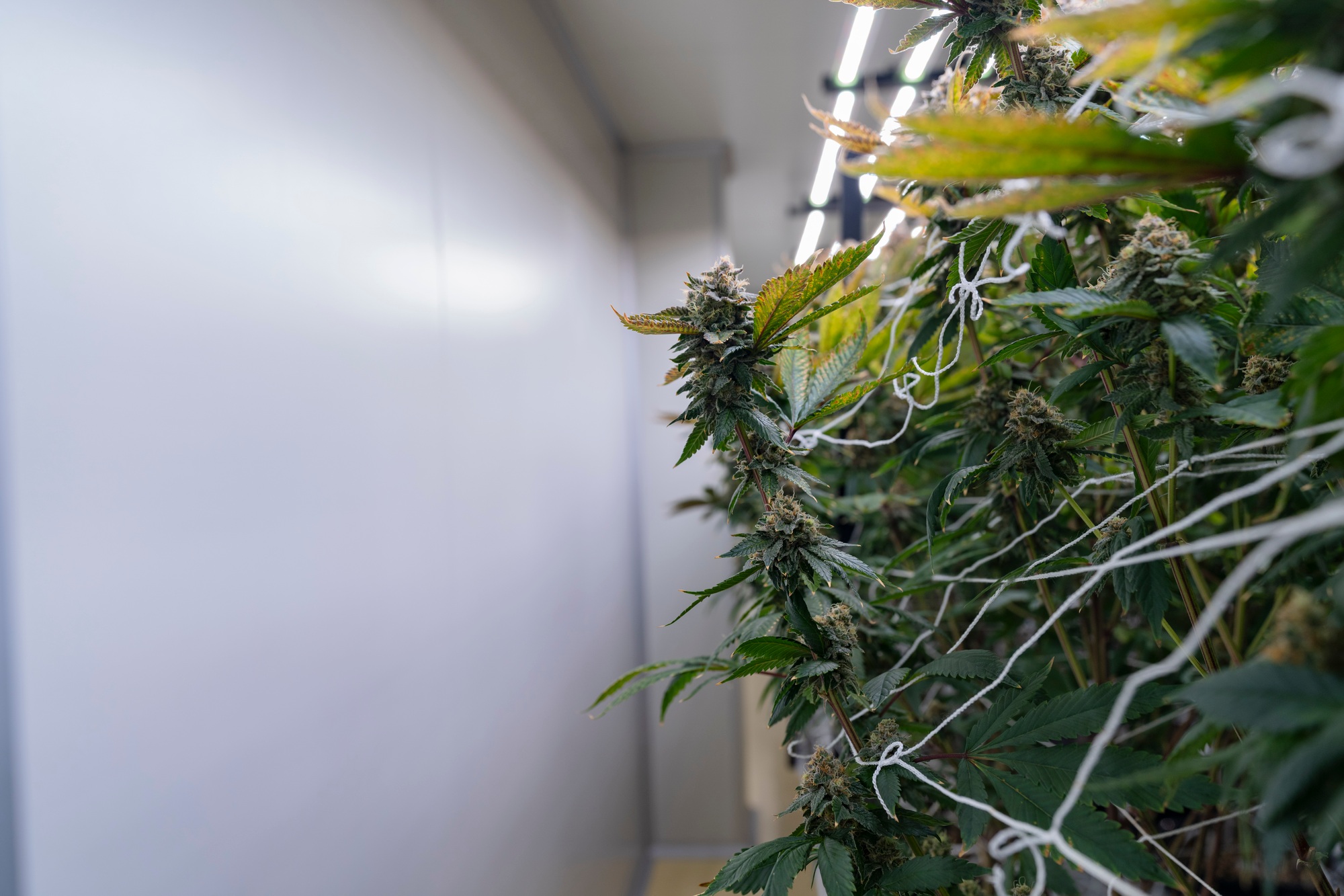 A scientist wearing protective gear examines a cannabis plant A scientist wearing protective gear examines a cannabis plant