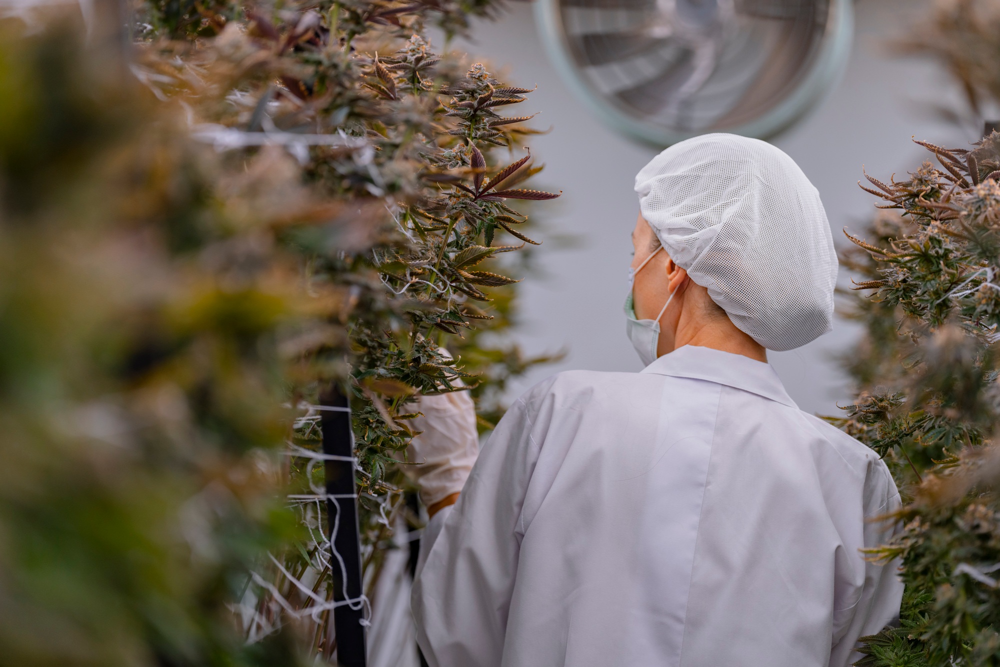 A scientist wearing protective gear examines a cannabis plant A scientist wearing protective gear examines a cannabis plant