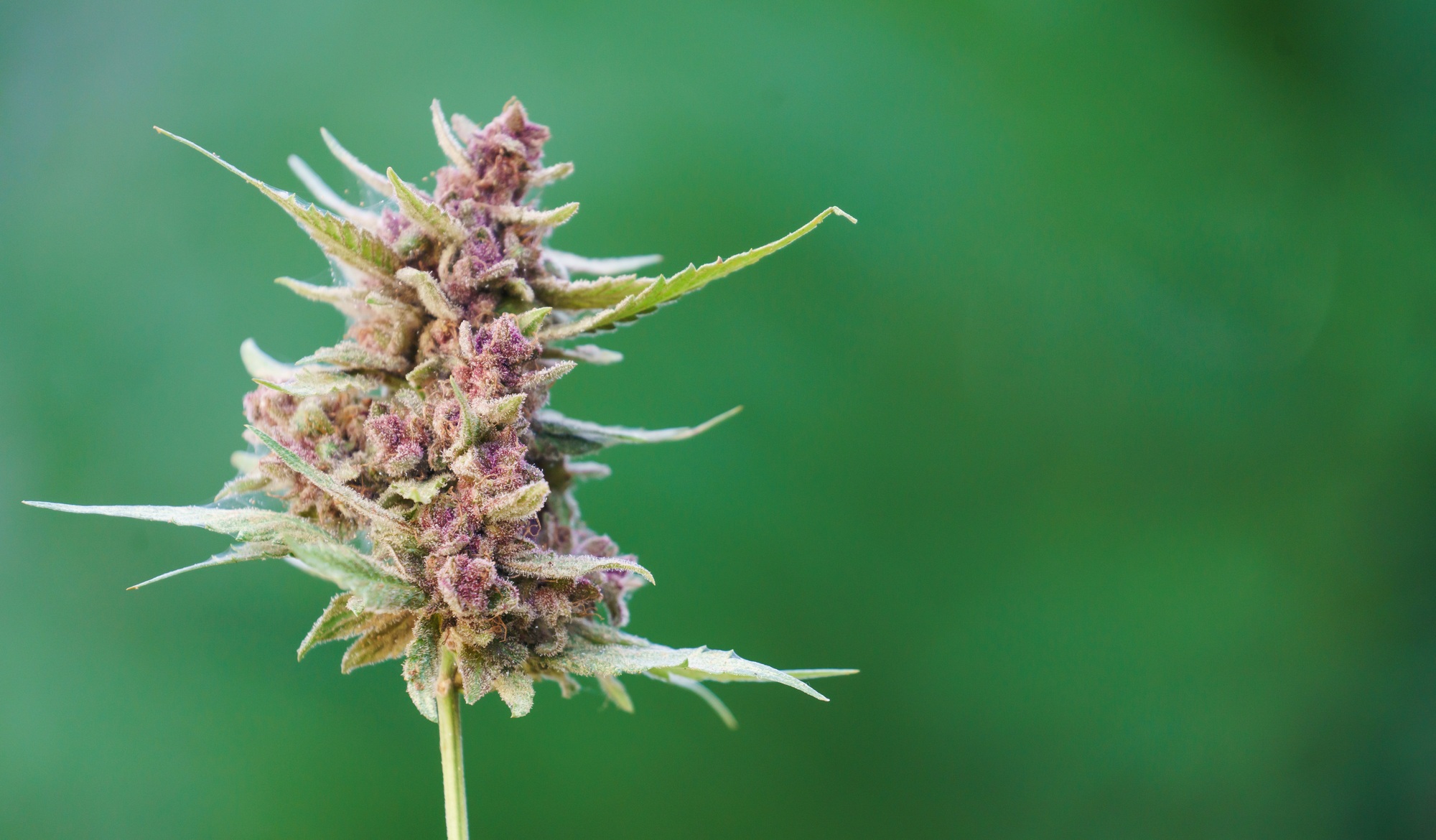 Close up of flowering cannabis plant Close up of flowering cannabis plant