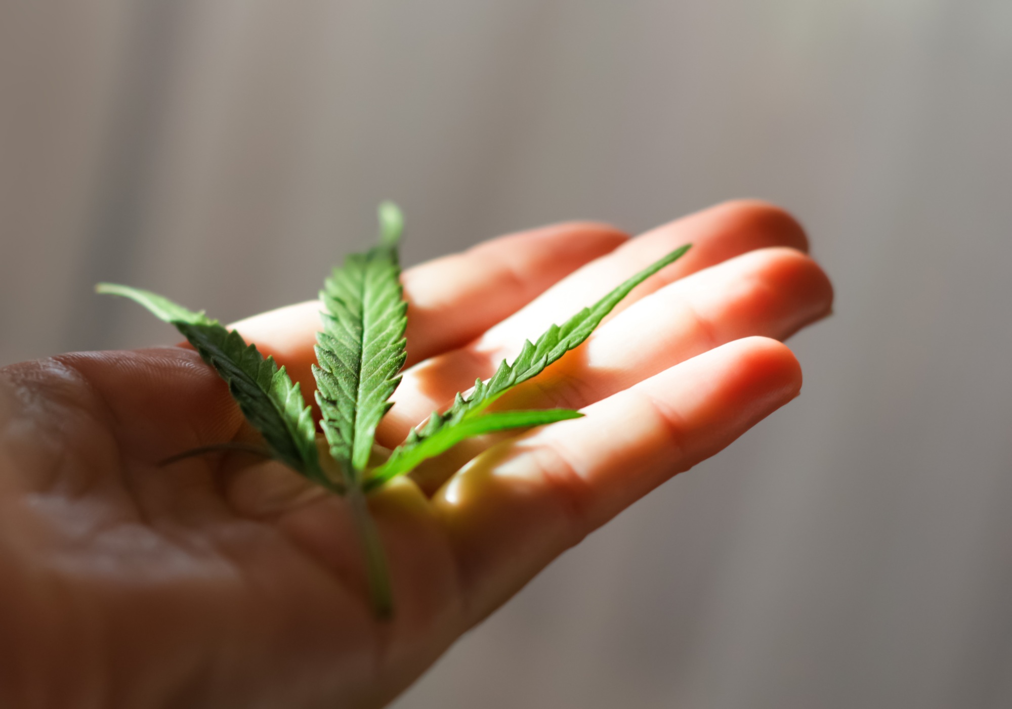 Defocus cannabis leaf in hands. Contrasting cannabis shadows. Le Defocus cannabis leaf in hands. Contrasting cannabis shadows. Le