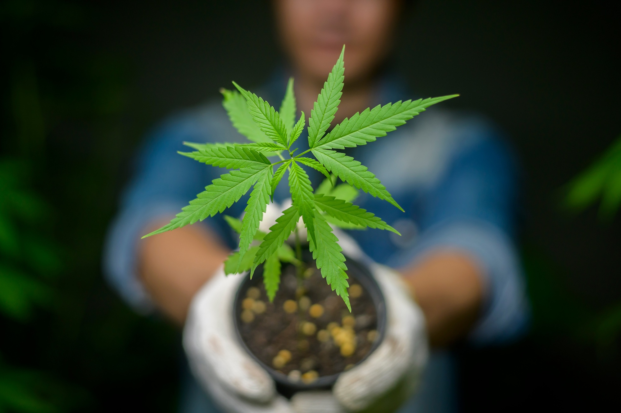 Farmer is holding cannabis seedlings in legalized farm. Farmer is holding cannabis seedlings in legalized farm.