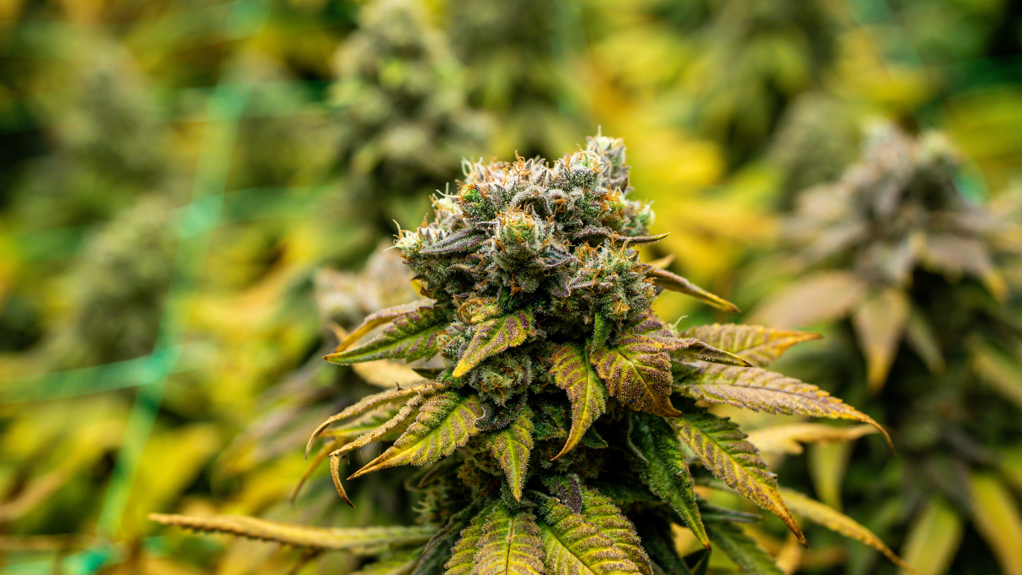 Flowers from an indoor cannabis grow Flowers from an indoor cannabis grow