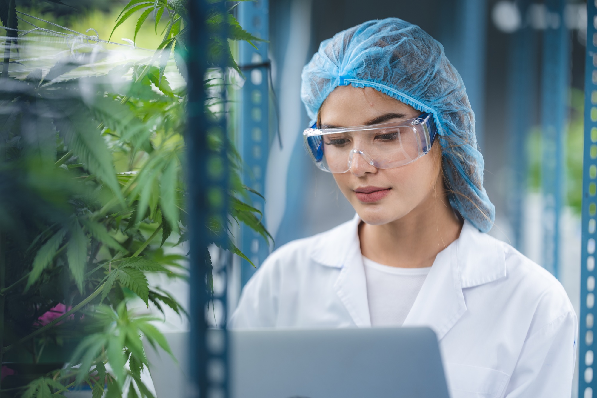 herb cultivation research scientist checking growth data of cannabis leaf or ganja plant herb cultivation research scientist checking growth data of cannabis leaf or ganja plant