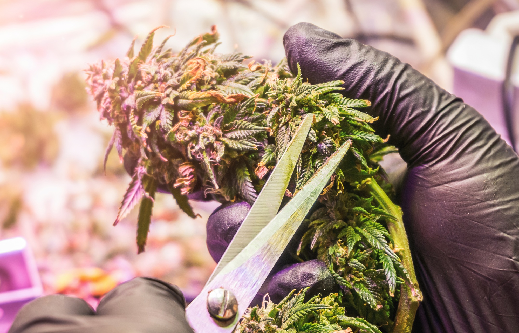 Trimming cannabis buds cannabis harvest Trimming cannabis buds cannabis harvest